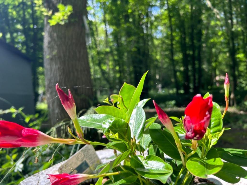 Gites Du Bois Des Perruches Saint-Vincent-des-Bois Bagian luar foto